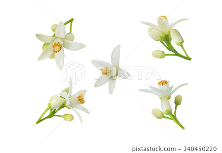 Set of orange blossom clusters of flowers and buds isolated on white Set of orange blossom clusters of flowers and buds isolated on white 140450220