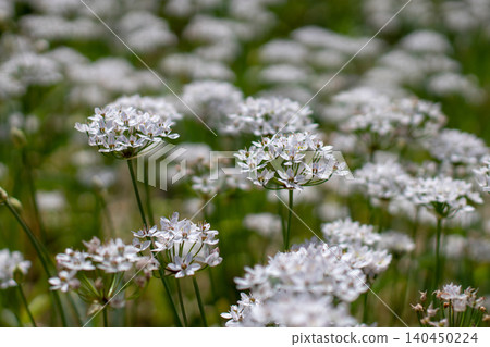 White Allium neapolitanum flower clusters with soft bokeh background White Allium neapolitanum flower clusters with soft bokeh background 140450224