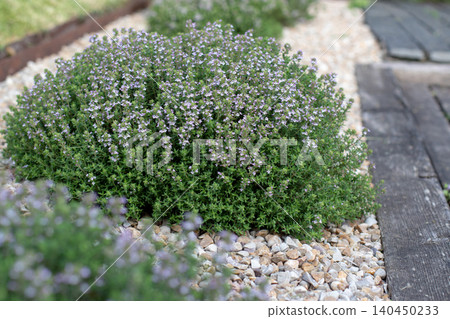 Flowering Thymus vulgaris shrub in ornamental garden landscape 140450233