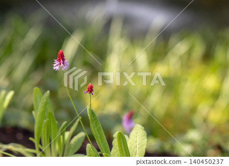 Primula vialii flowers with red tips and lilac blooms against soft grass bokeh Primula vialii flowers with red tips and lilac blooms against soft grass bokeh 140450237