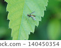 Long-legged fly ① 140450354