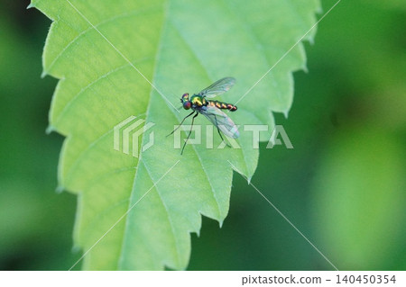 Long-legged fly ① Long-legged fly ① 140450354