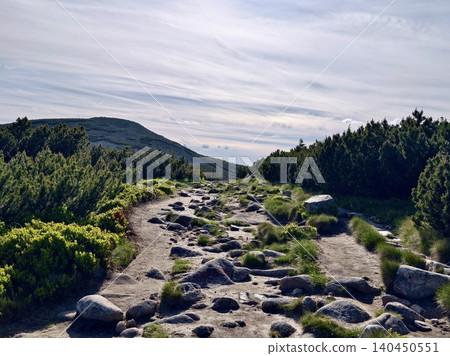 Rocky dirt trail through green woodland under a bright cloudy sky Rocky dirt trail through green woodland under a bright cloudy sky 140450551