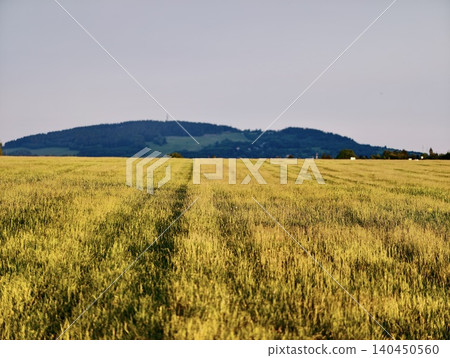 Golden grain field with distant hills Golden grain field with distant hills 140450560