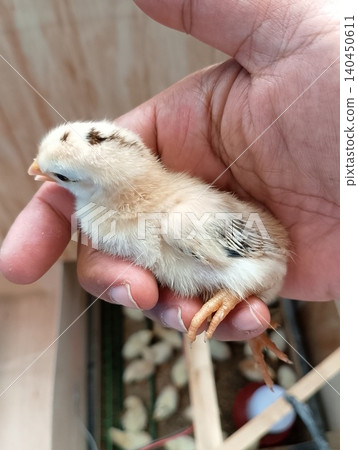 Newly Hatched Chick Resting in Human Hand 140450611