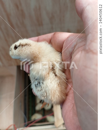 Fluffy Chick with Developing Wing Feathers 140450612