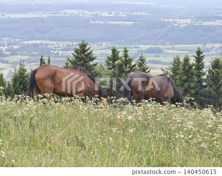 Two grazing horses on a wildflower meadow with rolling valley view Two grazing horses on a wildflower meadow with rolling valley view 140450615