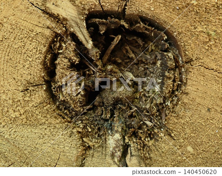 Close-up of old tree stump with hollow knot and textured rings Close-up of old tree stump with hollow knot and textured rings 140450620