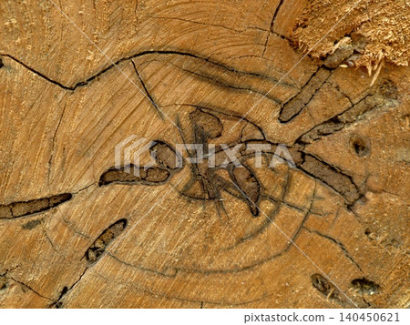 Close-up of weathered tree stump with visible growth rings and bark cracks Close-up of weathered tree stump with visible growth rings and bark cracks 140450621