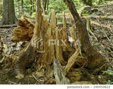 Weathered tree stump and broken trunks in mixed forest Weathered tree stump and broken trunks in mixed forest 140450622
