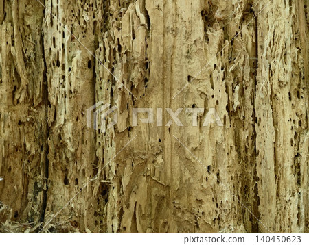Close-up of decayed tree trunk with insect tunnels and fibrous wood texture Close-up of decayed tree trunk with insect tunnels and fibrous wood texture 140450623