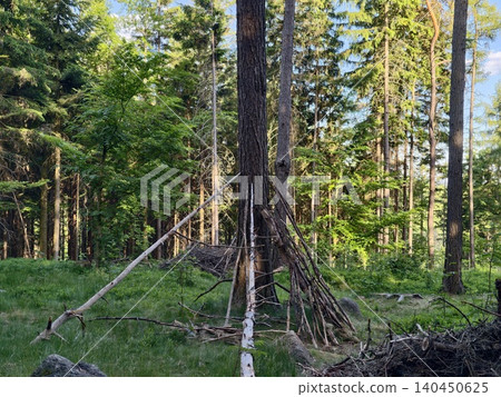 Makeshift lean-to shelter in a forest clearing Makeshift lean-to shelter in a forest clearing 140450625