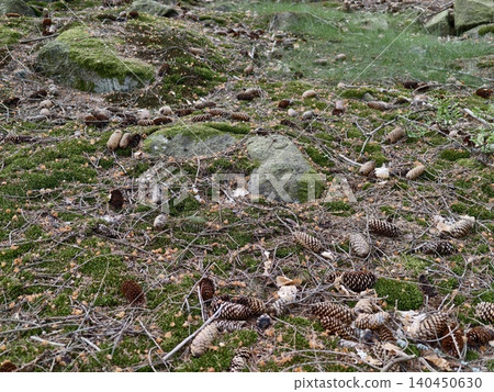 Forest floor carpeted with moss, pine cones and scattered twigs Forest floor carpeted with moss, pine cones and scattered twigs 140450630