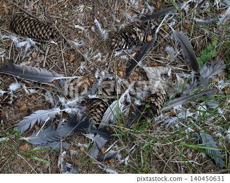 Feathers and pine cones on woodland floor Feathers and pine cones on woodland floor 140450631