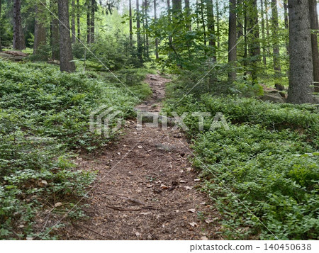 Forest trail winding through dense green undergrowth and tall pine trees Forest trail winding through dense green undergrowth and tall pine trees 140450638