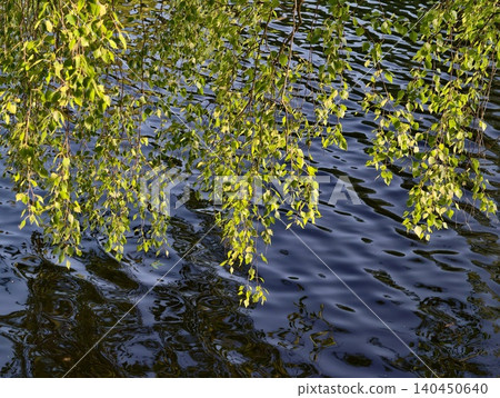 Overhanging birch branches with green leaves above rippling dark water Overhanging birch branches with green leaves above rippling dark water 140450640