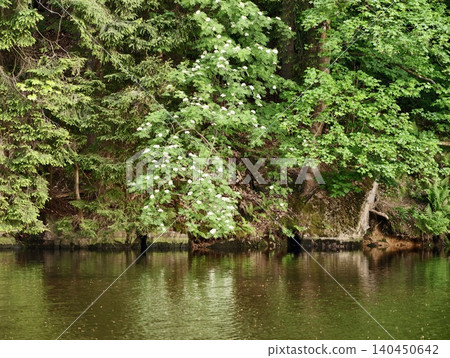 Riverside forest with flowering shrubs and reflected water Riverside forest with flowering shrubs and reflected water 140450642