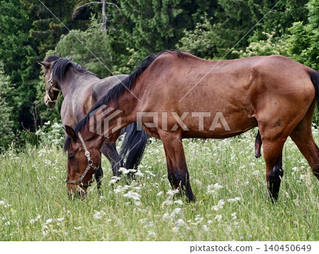 Two grazing horses in a wildflower meadow by edge of forest Two grazing horses in a wildflower meadow by edge of forest 140450649