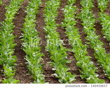 Rows of young leafy greens in agricultural field Rows of young leafy greens in agricultural field 140450657