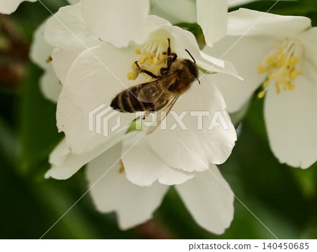 Honeybee collecting pollen on a white jasmine blossom Honeybee collecting pollen on a white jasmine blossom 140450685