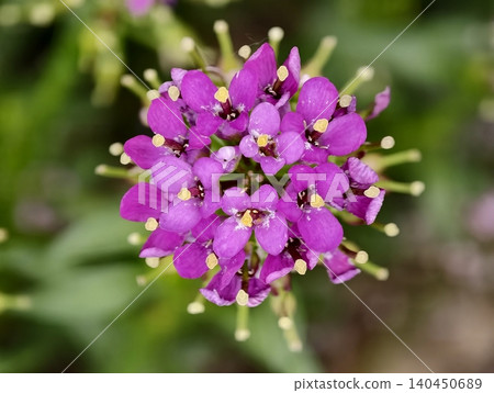 Close-up of purple wildflower cluster with green blurred background Close-up of purple wildflower cluster with green blurred background 140450689