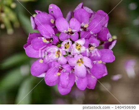 Close-up of vibrant pink cluster flower with yellow centers Close-up of vibrant pink cluster flower with yellow centers 140450690