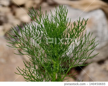 Close-up of green feathery plant with thin needlelike leaves against blurred rocky background 140450693