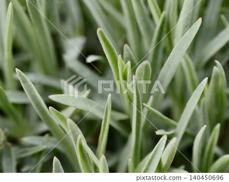 Close-up of green succulent leaves with shallow depth of field Close-up of green succulent leaves with shallow depth of field 140450696