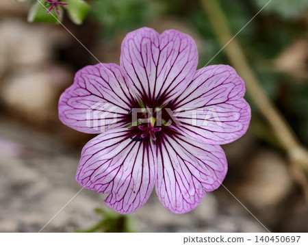 Pink geranium flower with dark veins in close-up Pink geranium flower with dark veins in close-up 140450697