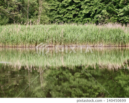 Calm riverside with tall reed grass and forest reflection Calm riverside with tall reed grass and forest reflection 140450699