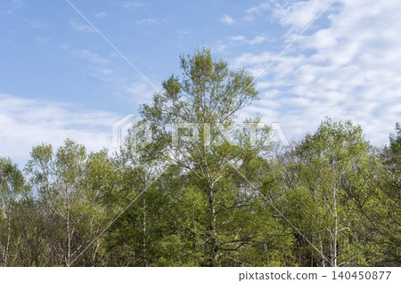 A refreshing early summer blue sky and the vibrant green scenery of birch trees spreading across Otome Plateau (Yamanashi City) A refreshing early summer blue sky and the vibrant green scenery of birch trees spreading across Otome Plateau (Yamanashi City) 140450877
