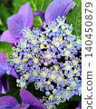  Gaku hydrangea 140450879