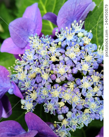 繡球花 繡球花 140450879
