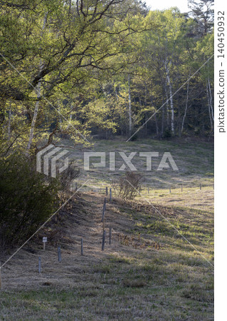 The fresh green scenery of Otome Plateau in early summer (Yamanashi City) 140450932