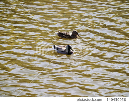 Ducks Drift Peacefully. Couple Of Ducks Smoothly Move Across Shimmering Rippled Water Near Park Shore Ducks Drift Peacefully. Couple Of Ducks Smoothly Move Across Shimmering Rippled Water Near Park Shore 140450958