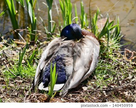 Duck Rests Peacefully. Serene Bird Resting Calmly On Grass Near Shimmering Lake In Harmony With Nature 140450959
