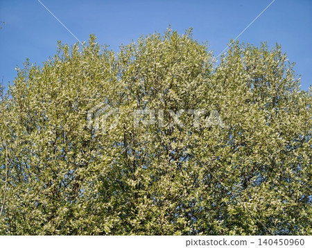 Vivid Green Branches Forming Peaceful Natural Tableau Perfect For Environmental Reflection 140450960