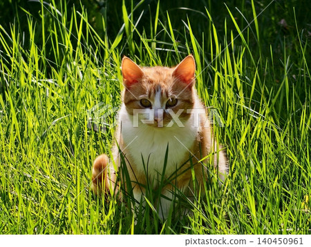 Proud Cat Observing Surroundings. Majestic Orange Feline Stands Alert Among Verdant Grass And Shade Proud Cat Observing Surroundings. Majestic Orange Feline Stands Alert Among Verdant Grass And Shade 140450961
