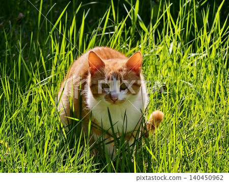 Ginger Cat In Sunlight Poised. Warm Back Garden Scene Captures Alert Hunter Cat Poised For Action Ginger Cat In Sunlight Poised. Warm Back Garden Scene Captures Alert Hunter Cat Poised For Action 140450962
