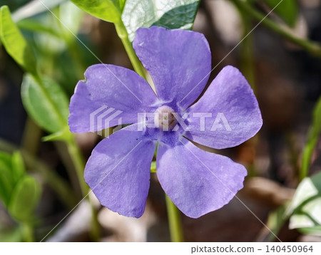 Tranquil Herb Garden With Violet Petals. Gentle Macro View Of Violet Flower And Leafy Environment Tranquil Herb Garden With Violet Petals. Gentle Macro View Of Violet Flower And Leafy Environment 140450964