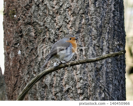 Vigilant Robin Perched On Sturdy Tree Trunk Showcasing Vivid Orange Coloring Amid Moss And Lichen Vigilant Robin Perched On Sturdy Tree Trunk Showcasing Vivid Orange Coloring Amid Moss And Lichen 140450966