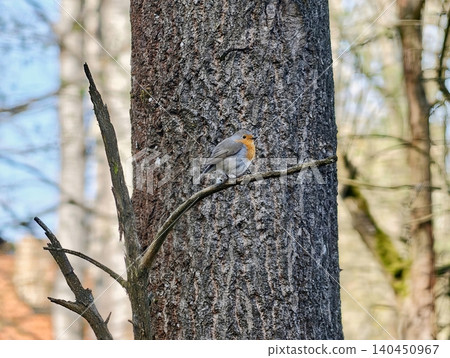 Robin Perched On Tree Bark. Small Bird Called Robin Rests Peacefully On Ancient Tree Bark Surface Robin Perched On Tree Bark. Small Bird Called Robin Rests Peacefully On Ancient Tree Bark Surface 140450967