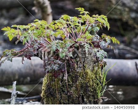Funguscovered Log Shows Signs Of Life. Overcast Scene Portrays Decomposition And New Growth Emerging 140450998