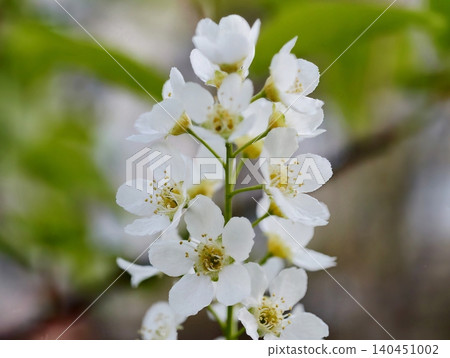 Sunlit Cluster Of Flowers With Attending Bee. Soft Light Bathes Blossoms As Pollinating Bee Moves Through Sunlit Cluster Of Flowers With Attending Bee. Soft Light Bathes Blossoms As Pollinating Bee Moves Through 140451002