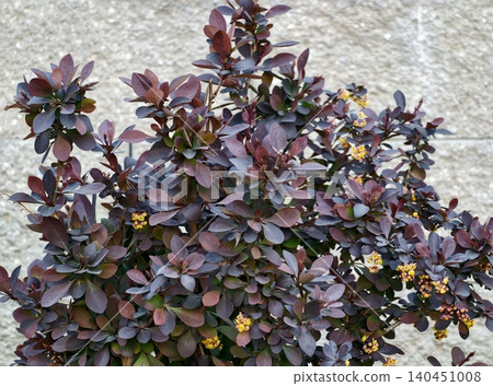 Detailed Image Of Purple Barberry Shrub Displaying Rich Textures And Colors On Rocky Surface 140451008