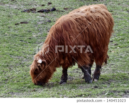 Cow With Muddy Legs Grazing. Grazing Bovine With Muddy Limbs And Thick Fur Amidst Earthy Farm Textures 140451023