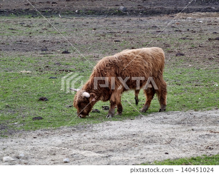 Farm Animals Peacefully Grazing By Pathway. Cows With Reddish Coats Graze Calmly Near Dirt Trail In Field Farm Animals Peacefully Grazing By Pathway. Cows With Reddish Coats Graze Calmly Near Dirt Trail In Field 140451024