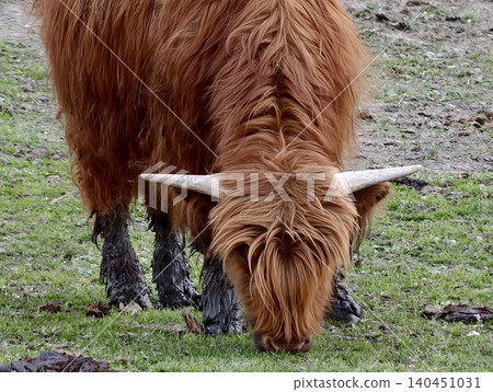 Detailed Image Of Grazing Farm Cow. Closeup Depiction Of Shaggy Farm Cow With Textured Fur And Curved Horns Detailed Image Of Grazing Farm Cow. Closeup Depiction Of Shaggy Farm Cow With Textured Fur And Curved Horns 140451031