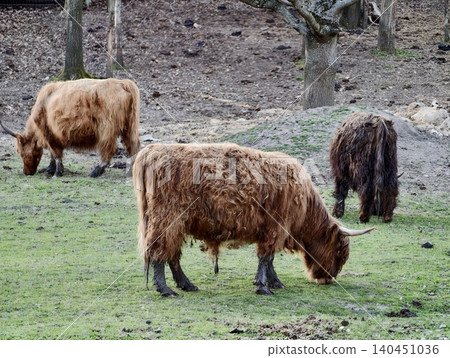 Cattle Herd Grazing. Herd Of Roughcoated Highland Cattle Grazing Naturally Across Expansive Grassy Fields Cattle Herd Grazing. Herd Of Roughcoated Highland Cattle Grazing Naturally Across Expansive Grassy Fields 140451036
