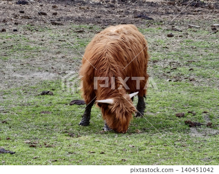 Shaggy Highland Heifer Rests On Farmland. Relaxed Farm Bull With Rough Coat And Across Muddy Terrain Shaggy Highland Heifer Rests On Farmland. Relaxed Farm Bull With Rough Coat And Across Muddy Terrain 140451042